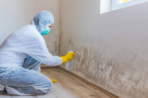 Licensed Commercial Mold Remediation service in Reedville, VA - WQB Mold Removal