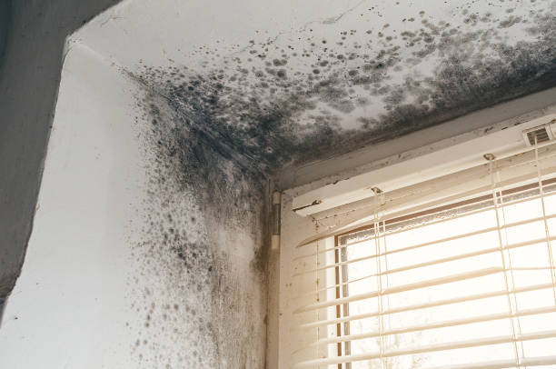 Affordable Commercial Mold Remediation solutions in Reedville, VA